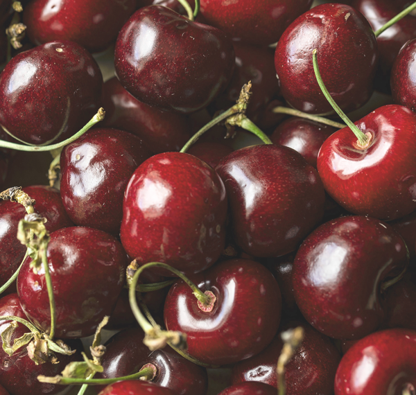 Attivi_ciliegieslowfood_1