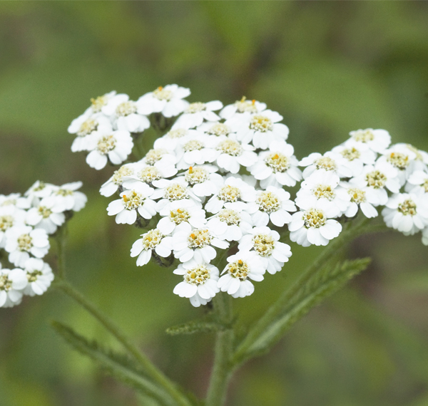 Bioclin-AttiviNaturali-Achillea-Bio-CleanUp