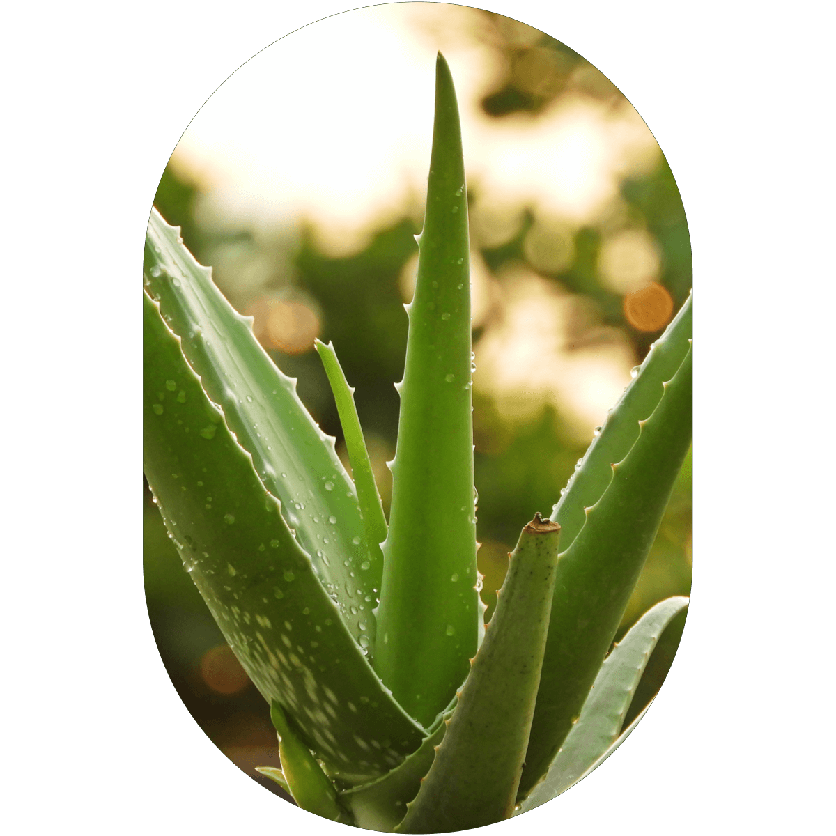 Aloe